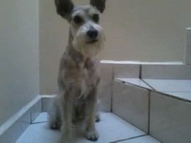 Skipper