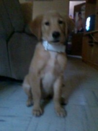 willie 