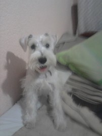 Wiwichu