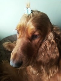 canela!