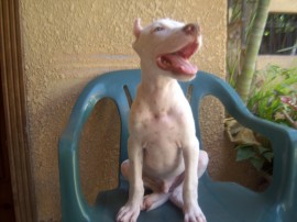 Paliyo