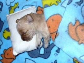 balin