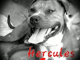 hercules nuevas