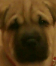 davor