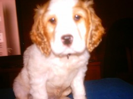 marcelo