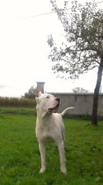 tyson