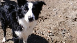 Maggie