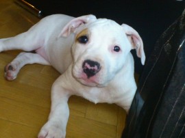 Shira