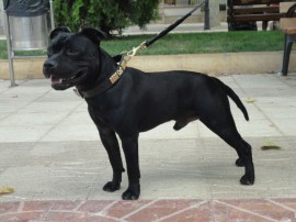 New Age Staff Tax Max (DUKE)