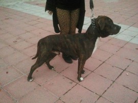 Hades