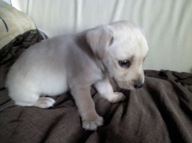 Bobi