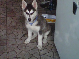 Rocco.
