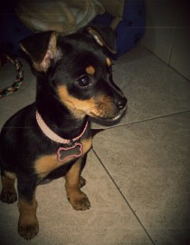 yanay