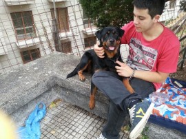 Cora (rottweiler)