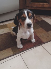 Benito