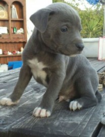 spike