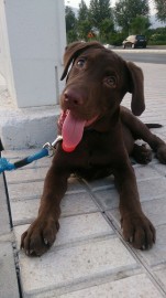 Tayson