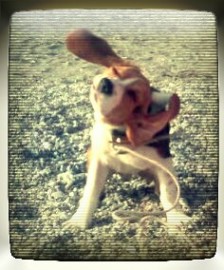 Snoopy