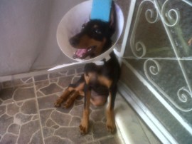 lola