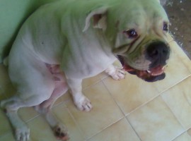 Aquiles