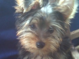 Spike