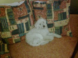 peluchin