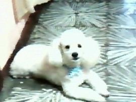 Yordi
