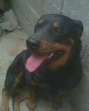 Negra