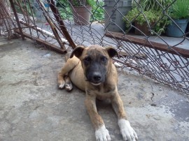 sargento