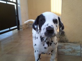 Pongo