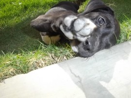 zoe