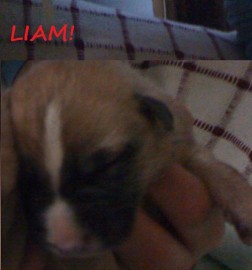 Liam 