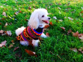 Nena