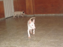 agatha 