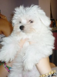 Max