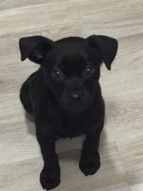 LAIKA