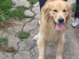 horacio
