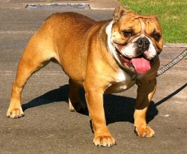 Tyson