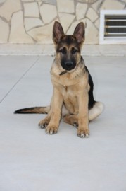 Rex