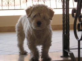 chuvi