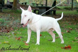 BT Classical Kennel White Bull