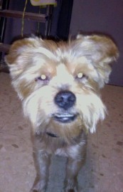 yacky