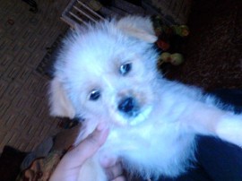 Rufo