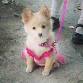 layka poppy