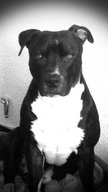 Gordo