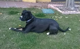 Lola
