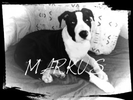 Markus