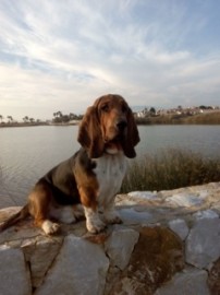Rocky