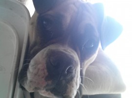 Kimi 
