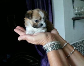 Molly